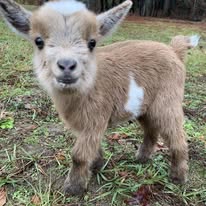 LH Beauty (Soins pour le visage et corps à base de lait de chèvre bio)