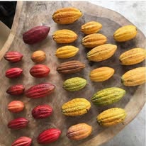 La brigaderie de Paris (Chocolats grands crus du Brésil)