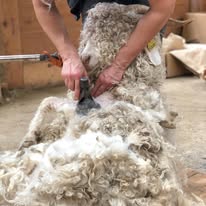 Ferme d'Amalthée (élevage de chèvres angora et cachemire)