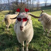 Ferme d'Amalthée (élevage de chèvres angora et cachemire)