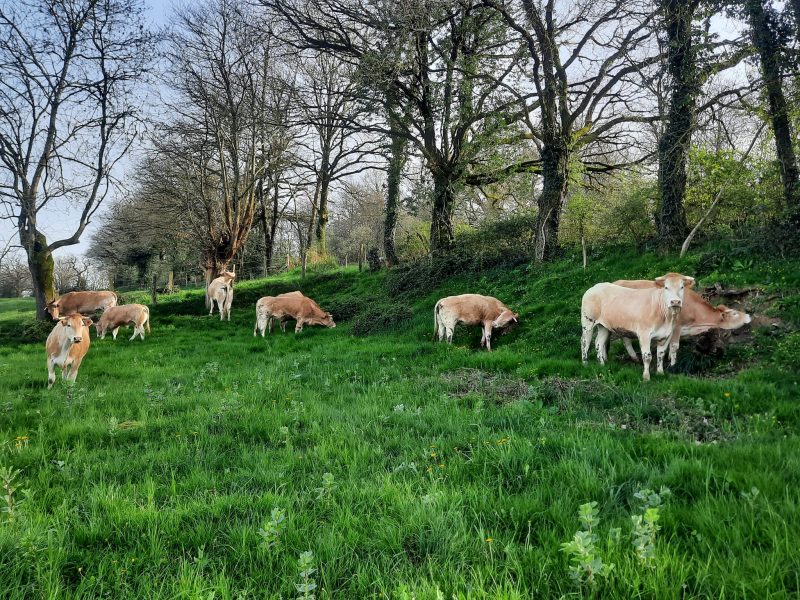 La Ferme COUTANT AND COW (viande de veau et bœuf bio)