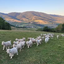 Ferme d'Amalthée (élevage de chèvres angora et cachemire)