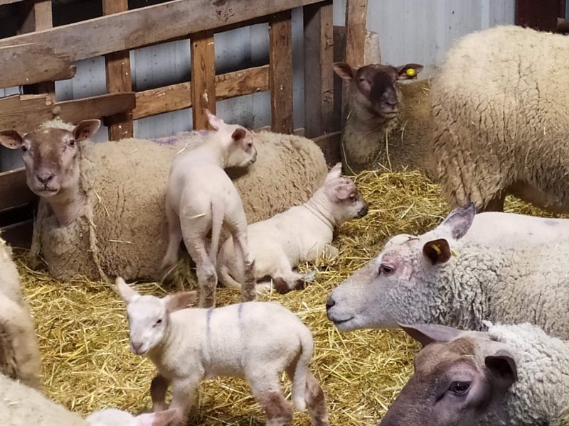 Ferme de Gorgeat (agriculture biologique et hébergements)