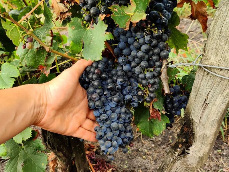 Château Vieux Landat (vins & spiritueux HVE, AB)