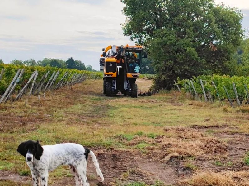 Château Vieux Landat (vins & spiritueux HVE, AB)