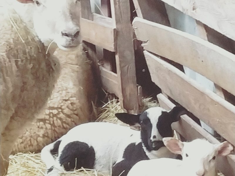 Ferme de Gorgeat (agriculture biologique et hébergements)