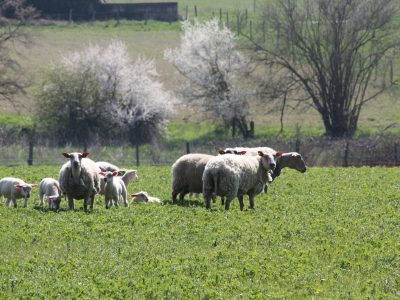 Ferme de Gorgeat (agriculture biologique et hébergements)