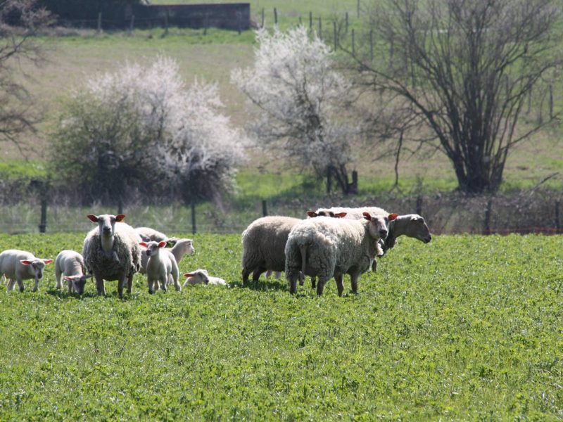Ferme de Gorgeat (agriculture biologique et hébergements)