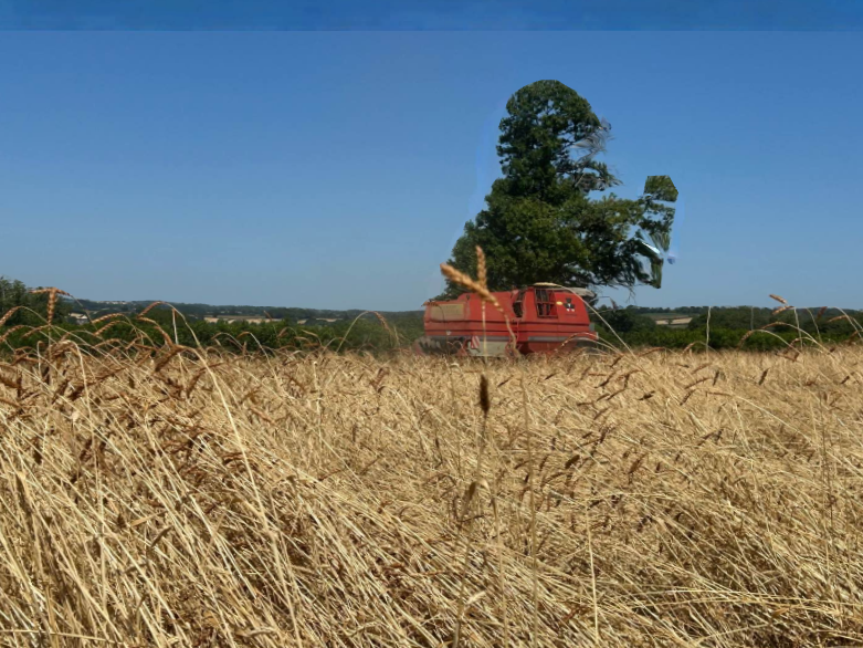 La ferme Fleur de Berry (farines anciennes en agriculture bio)