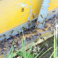 La ferme de Grandchaud (circuit court)