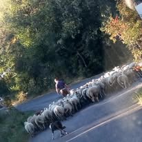 La ferme de Grandchaud (circuit court)