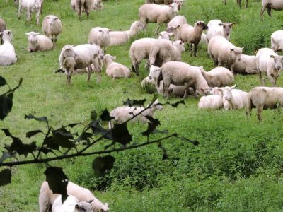 La ferme de Grandchaud (circuit court)