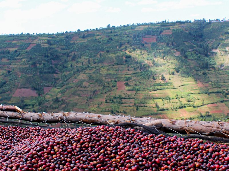 Anne Caron le café de spécialité (café éthique)