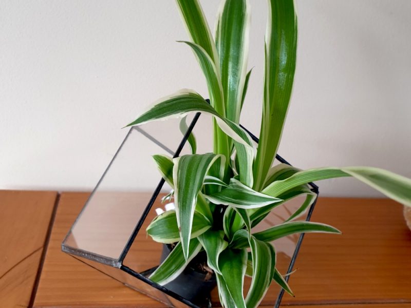 Vitrarius (création et restauration de vitraux)