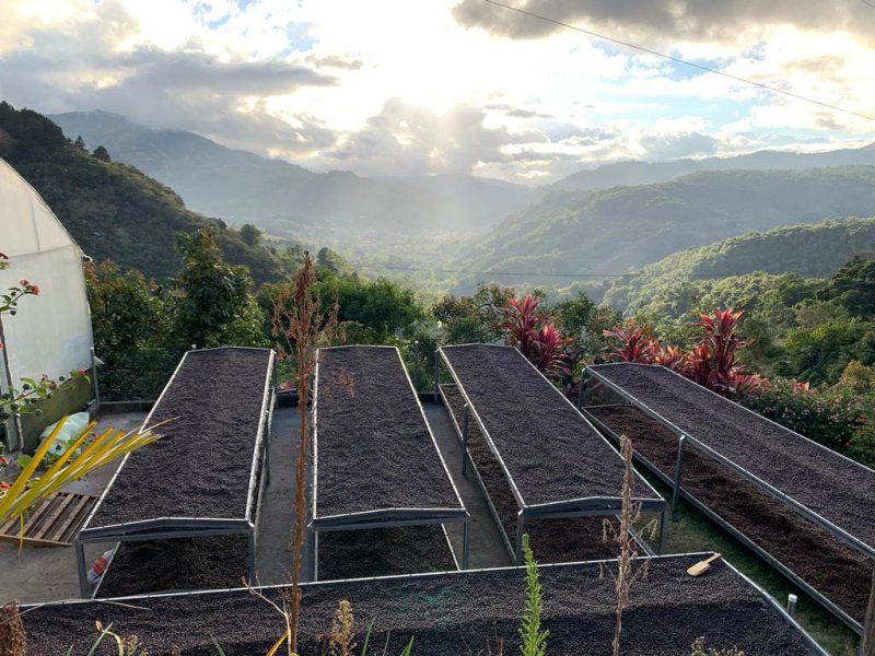 Anne Caron le café de spécialité (café éthique)