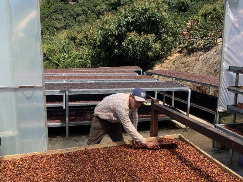 Anne Caron le café de spécialité (café éthique)