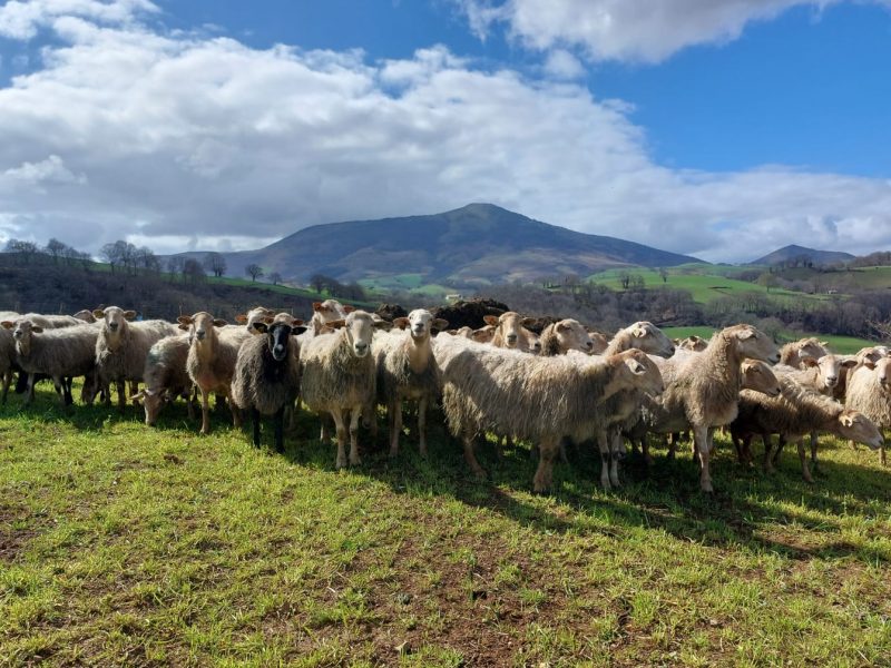 Agour (fromagerie artisanale du terroir Basque)